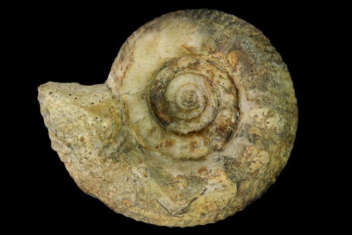 Bathonian Ammonite Fossil - France #152732
